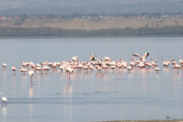 фламинго на озере Накуру